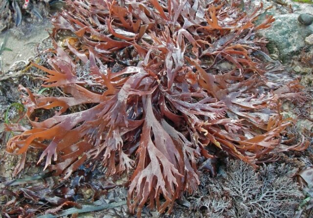 جلبک، گیاه دریایی سودآور