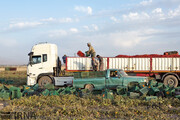 سود گوجه‌کاران گلستان در جیب کارخانه‌داران