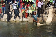 ۳۵۰ هزار قطعه بچه ماهی در تالاب شادگان رهاسازی شد