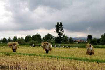 سیاست دولت تمرکز بر افزایش تولید برنج در گیلان و مازندران است