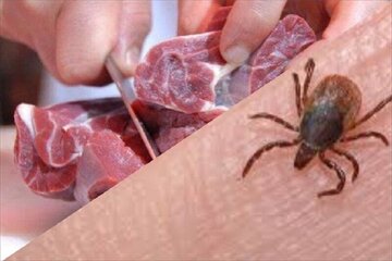 مصرف یا تماس با گوشت آلوده موجب ابتلای فرد به تب کریمه کنگو می‌شود