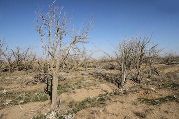 ۹۵ درصد گستره اصفهان درگیر خشکسالی دراز مدت است