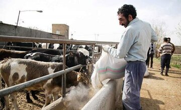 ۳۵ درصد اشتغال سبزوار در بخش دامداری است