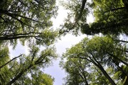 ثبت جهانی جنگل ابر، بایدها و نبایدها