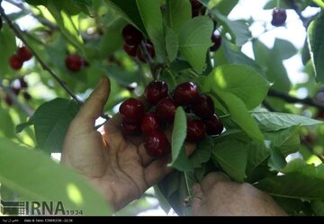 تولید میوه‌های هسته‌دار در مهاباد ۷۰ درصد افزایش یافت