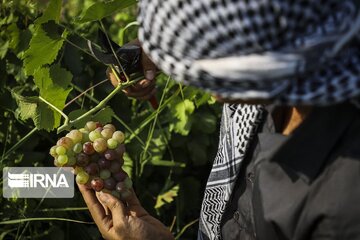 شهرستان کارون میزبان جشنواره انگور است