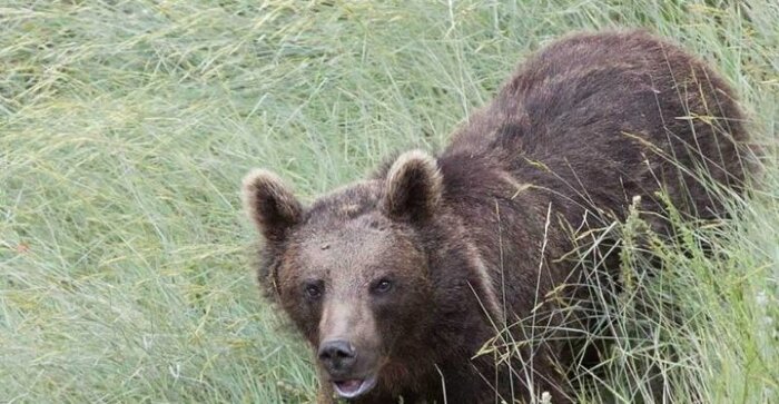 فریادهای خرس سرگردان و مسموم در کامفیروز مرودشت