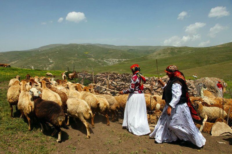 چهار هزار میلیاردریال برای تولید گوشت قرمز به عشایر پرداخت شد