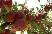 آذربایجان غربی ۴۰ درصد سهم صادرات سیب کشور را دارد