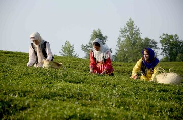 جشنواره فرهنگی ورزشی چای در روستای دارباغ فومن