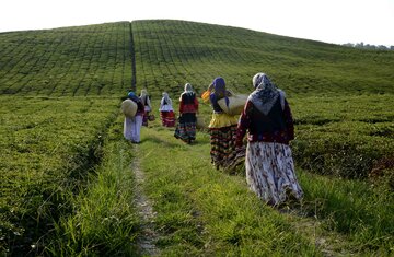 جشنواره فرهنگی ورزشی چای در روستای دارباغ فومن