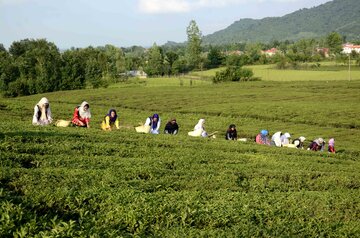 جشنواره فرهنگی ورزشی چای در روستای دارباغ فومن