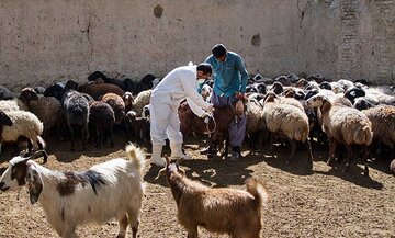 بیش از ۷۷۹ هزار دام در کردستان واکسینه شد