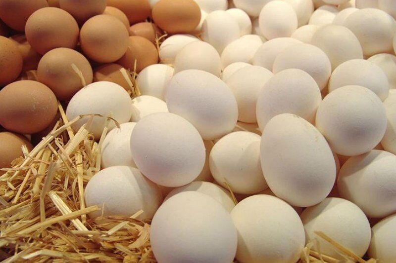 تصدير اكثر من 6500 طن من بيض الدجاج الى الخارج تصدير اكثر من 6500 طن من بيض الدجاج الى الخارج
