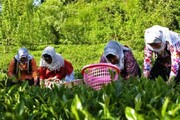 بیش از ۴۰۰ هزار نفر در آذربایجان‌غربی، عضو تعاونی روستایی و کشاورزی هستند