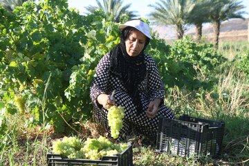 برداشت انگور از تاکستان های قصرشیرین