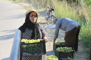 برداشت انگور از تاکستان های قصرشیرین