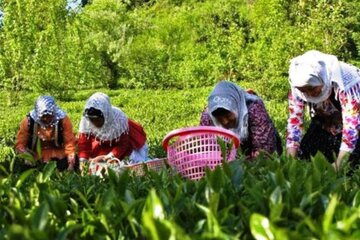 ۱۲۹ تعاونی روستایی در آذربایجان غربی فعال است