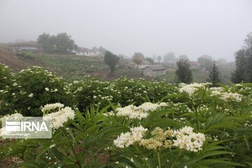 Asalem to Khalkhal road;  foggy and beautiful Route in Iran