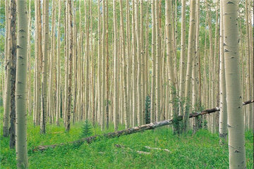 توسعه زراعت چوب از تخریب جنگل‌ها جلوگیری می‌کند
