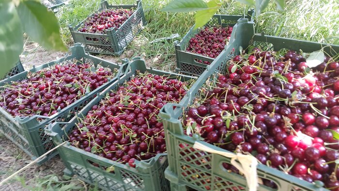 برداشت آلبالو از باغ حاج منوچهر برزگر در شهر زنگنه