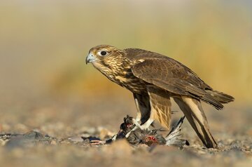 حضور صیادان پرندگان شکاری در خراسان شمالی سازمان یافته است