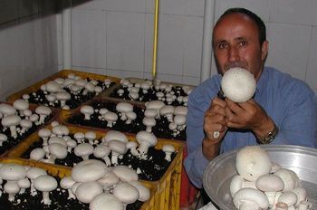 یکهزارو ۱۴۹مددجوی کمیته امداد استان بوشهر صاحب شغل شدند