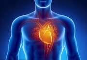 کشف سلولی که عضله قلب را ترمیم می‌کند