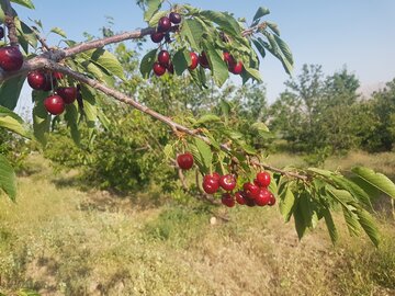 برداشت گيلاس از باغ هاي شاهرود