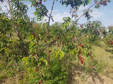 برداشت گيلاس از باغ هاي شاهرود