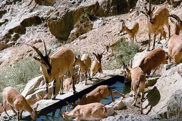 تغذیه دستی ۴۵ آبشخور حیات وحش استان مرکزی آغاز شد