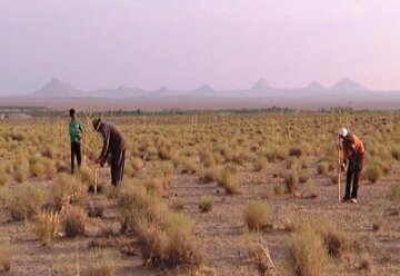 برداشت گیاه صنعتی «وشا» در مراتع مهریز آغاز شد