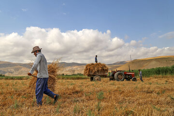 تعاون ‎‎روستایی خراسان شمالی بیش از ۱۳‎ هزار تن گندم خرید