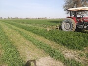 تولید نخستین یونجه پاک کشور در خراسان شمالی
