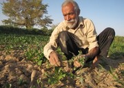  ۴۳ درصد جامعه هدف کردستان تحت پوشش بیمه روستایی است