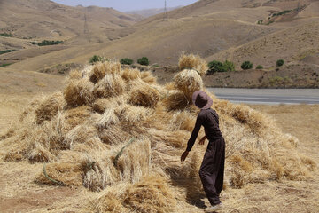 برداشت گندم از مزارع کردستان