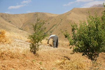 برداشت گندم از مزارع کردستان