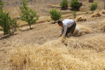 برداشت گندم از مزارع کردستان