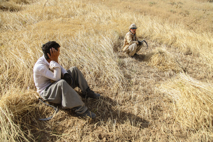 سبزشدن ۹۵ درصدی خوشه‌های زرین کردستان