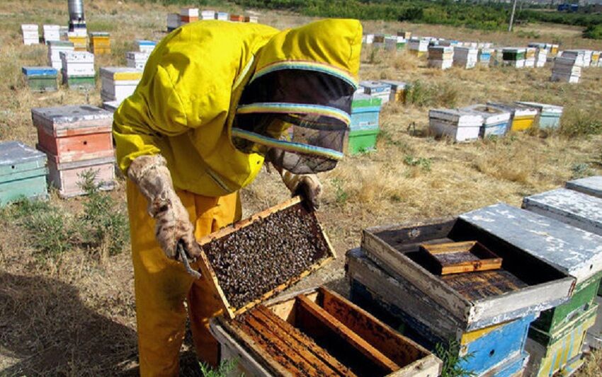 هشت تن عسل در خاش تولید شد