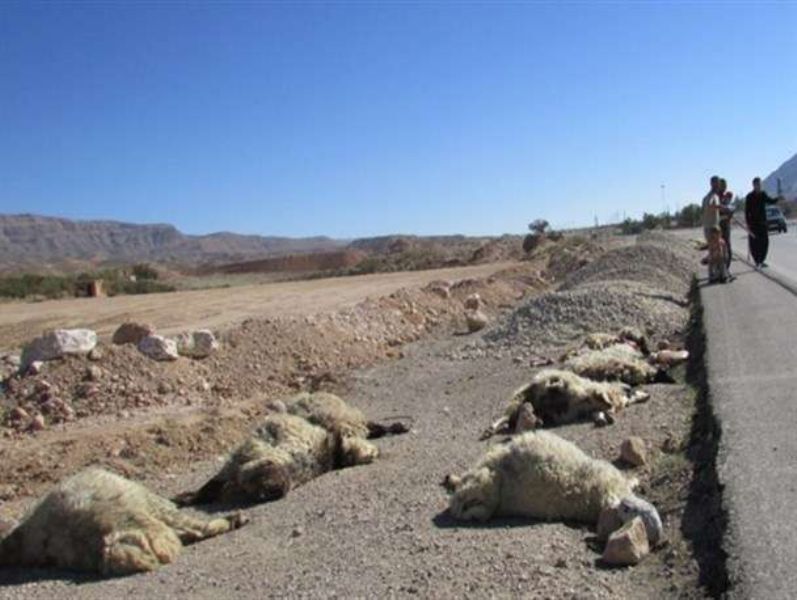 تصادف یک دستگاه خودرو با احشام در  زنجان ۶ مصدوم برجا گذاشت