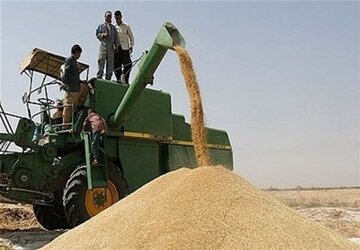 قیمت خرید تضمینی گندم در آذربایجان شرقی ۱۵ هزار تومان تعیین شد