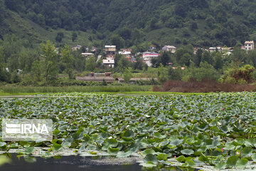 Iran's Soostan Lagoon in Lahijan;  a perfect tourist spot