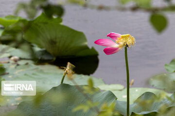 Iran's Soostan Lagoon in Lahijan;  a perfect tourist spot