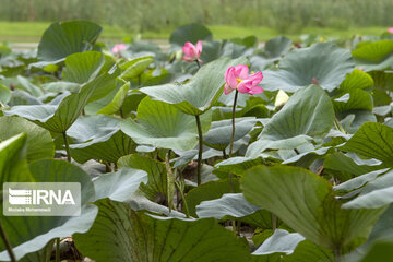 Iran's Soostan Lagoon in Lahijan;  a perfect tourist spot