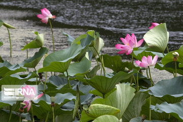 Iran's Soostan Lagoon in Lahijan;  a perfect tourist spot