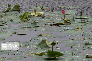 Iran's Soostan Lagoon in Lahijan;  a perfect tourist spot