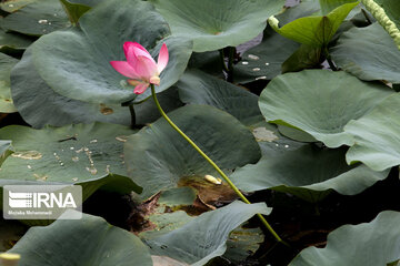 Iran's Soostan Lagoon in Lahijan;  a perfect tourist spot