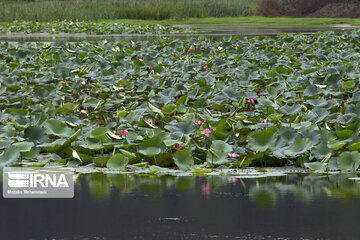 Iran's Soostan Lagoon in Lahijan;  a perfect tourist spot