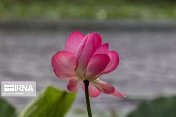 Iran's Soostan Lagoon in Lahijan;  a perfect tourist spot